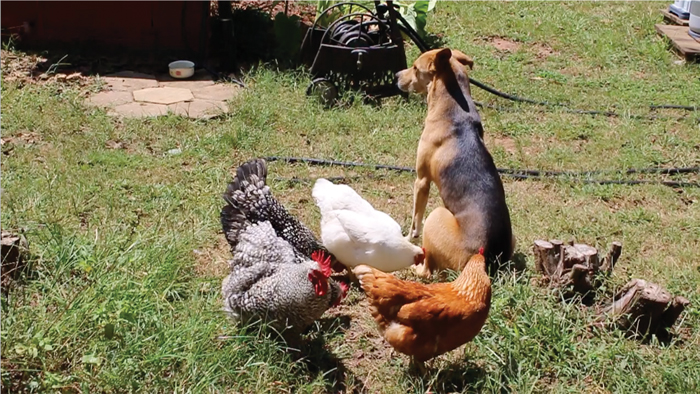How To Pick The Perfect Farm Dog Grit